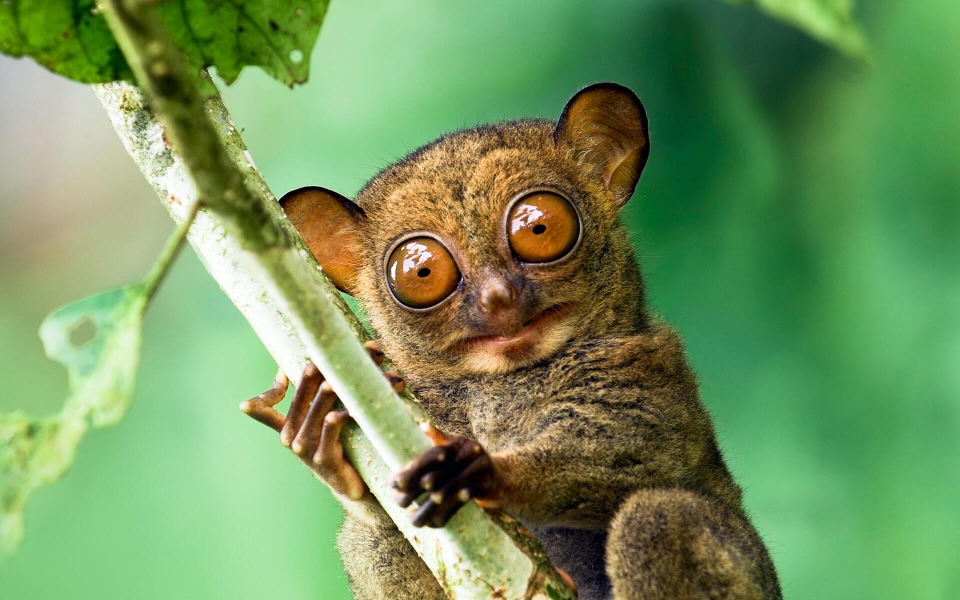 Experience Bohol Tarsier