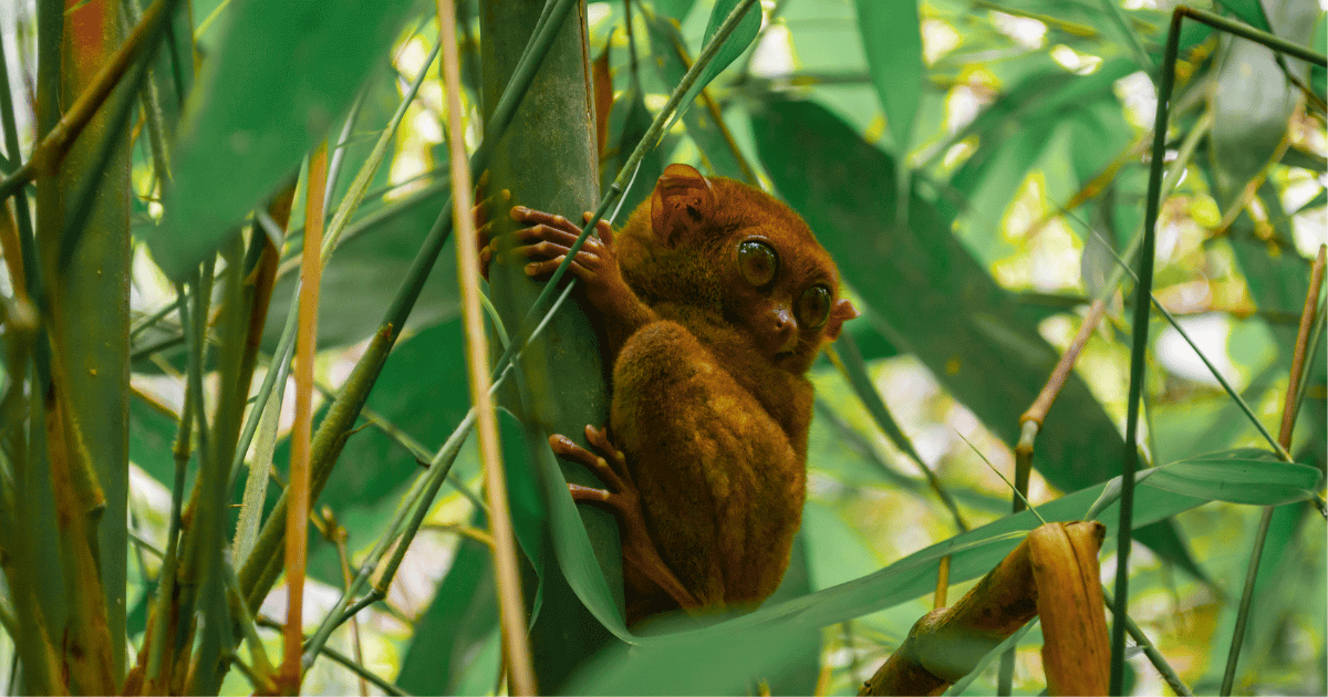 Tarsier hanging onto branch